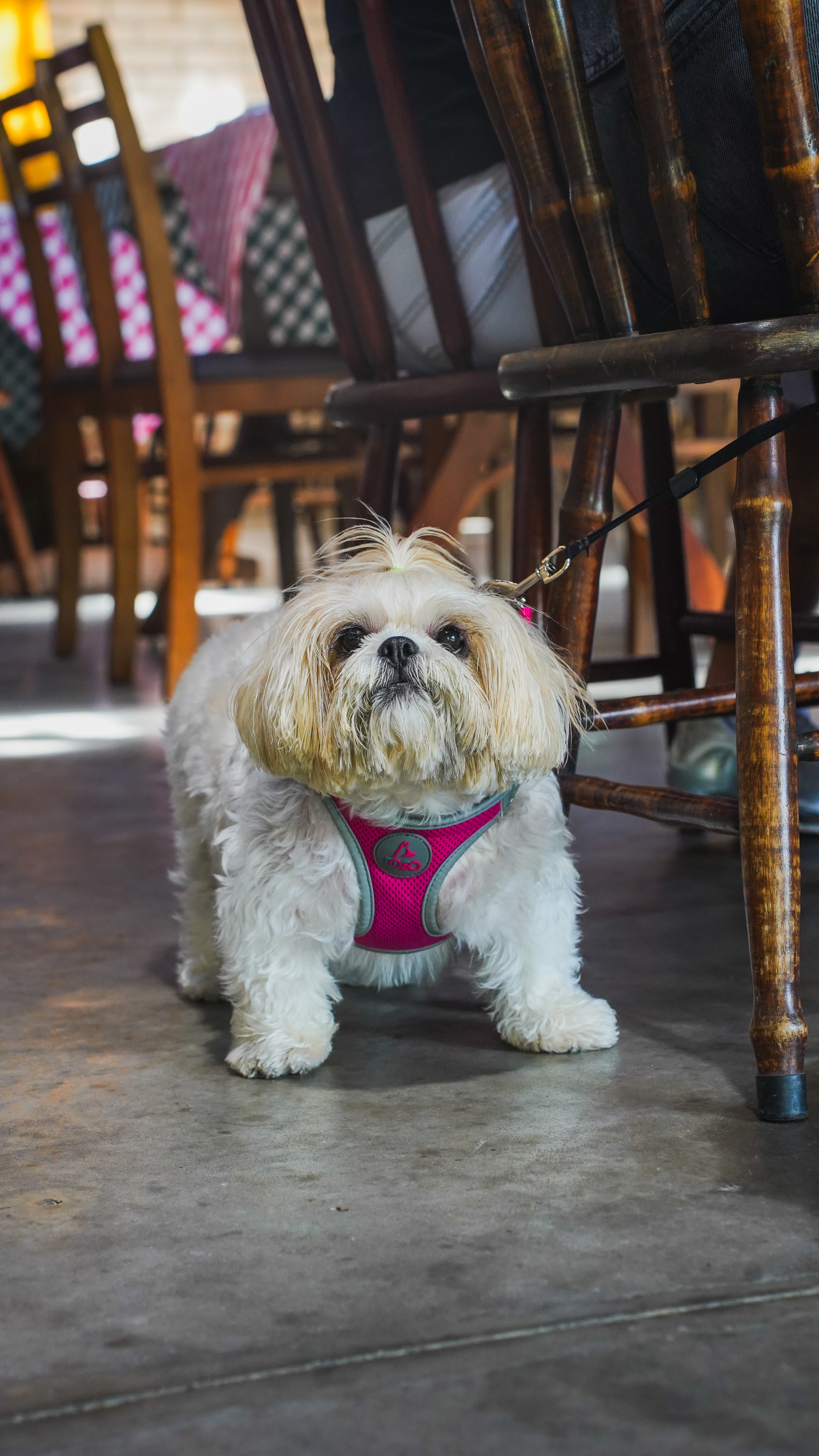 Área pet friendly